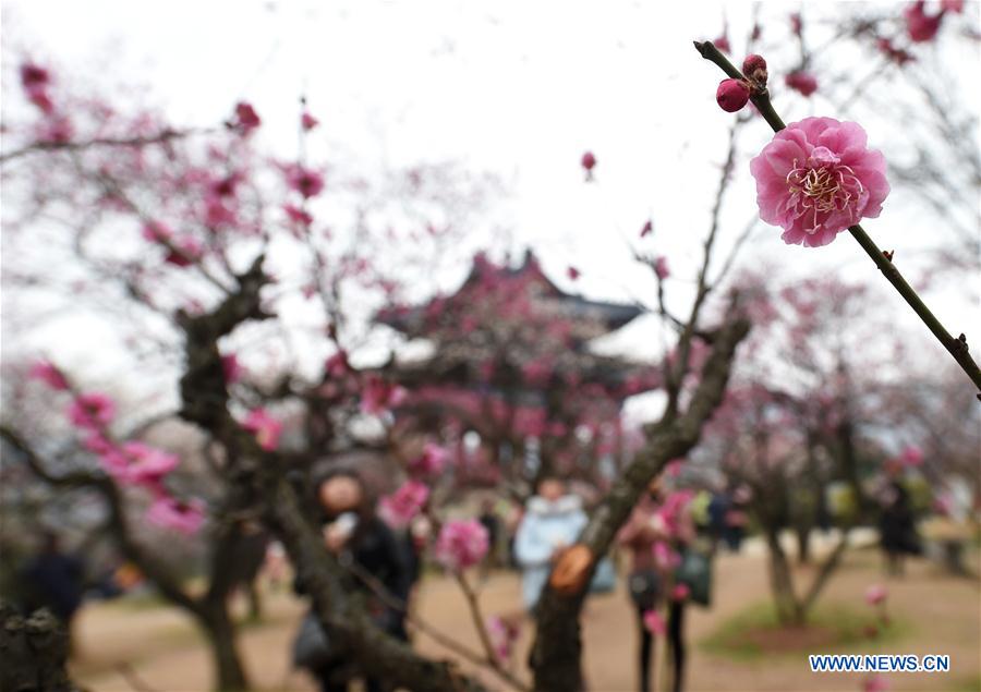 Tourists view the plum blossoms during the 2017 International Plum Blossom Festival of Nanjing at Meihua mountain in Nanjing, east China's Jiangsu Province, Feb. 17, 2017. (Xinhua/Sun Can)