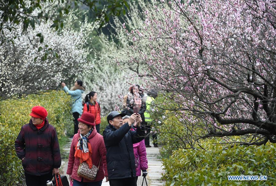 Tourists view plum blossoms during the 2017 International Plum Blossom Festival of Nanjing at Meihua mountain in Nanjing, east China's Jiangsu Province, Feb. 17, 2017. (Xinhua/Sun Can)