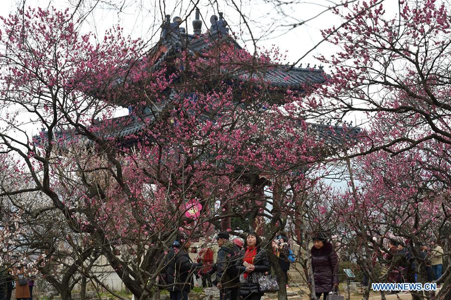 Tourists view plum blossoms during the 2017 International Plum Blossom Festival of Nanjing at Meihua mountain in Nanjing, east China's Jiangsu Province, Feb. 17, 2017. (Xinhua/Sun Can) 