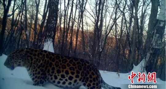 Pregnant looking Amur Leopard confirmed as fat male