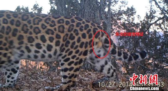 The male Amur leopard in northeast China's Heilongjiang province in this photo taken on October 27, 2014 [Photo: Chinanews.com] 