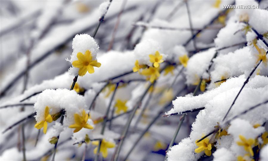Photo taken on Feb. 21, 2017 shows the snow-covered winter jasmine blossoms in Xi'an, northwest China's Shaanxi Province. [Photo/Xinhua]