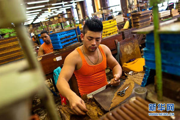 A tobacco worker roll cigars at the Corona cigar factory in Havana, Cuba, on Feb. 26, 2015. (Xinhua file photo)