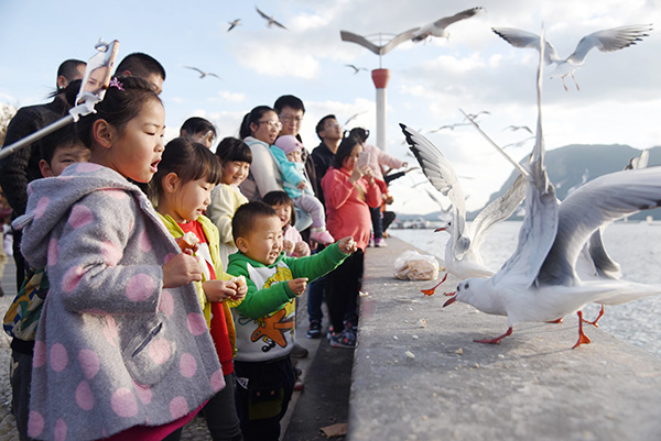 Visiting seagulls near Dianchi Lake has become increasingly popular with tourists in Yunnan's capital city Kunming, nicknamed 'Spring City'. [Photo by Li Ming/China Daily]