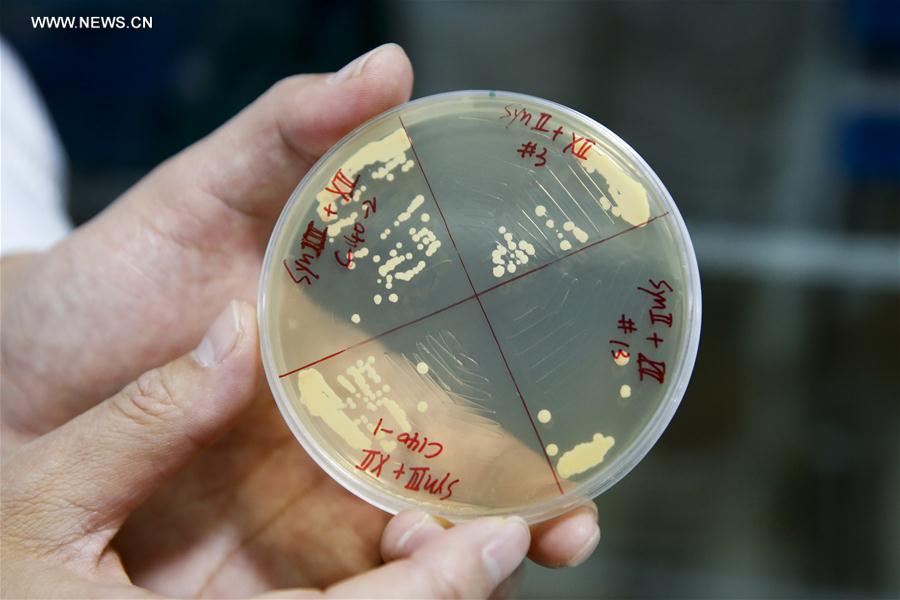 Dai Junbiao, head of Tsinghua University's research team, shows the yeast in the laboratory of Tsinghua University in Beijing, March 9, 2017.[Photo/Xinhua]