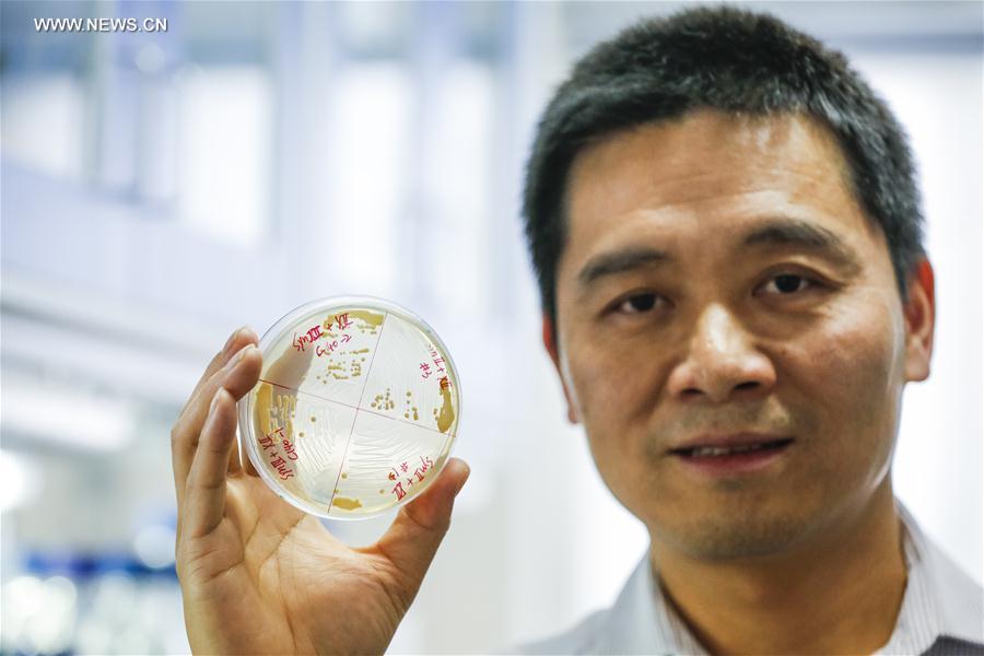 Dai Junbiao, head of Tsinghua University's research team, shows the yeast in the laboratory of Tsinghua University in Beijing, March 9, 2017.[Photo/Xinhua]