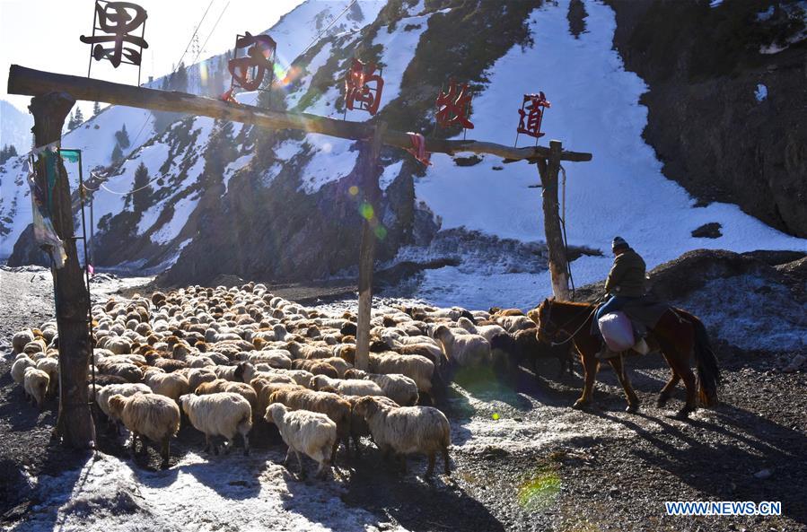 A herdsman transfers sheep to spring pastures in Ili Kazak Autonomous Prefecture, northwest China's Xinjiang Uygur Autonomous Region, March 9, 2017. Local herdsmen started to move their herds from winter pastures to spring pastures, as the weather grew warm. [Photo/Xinhua]