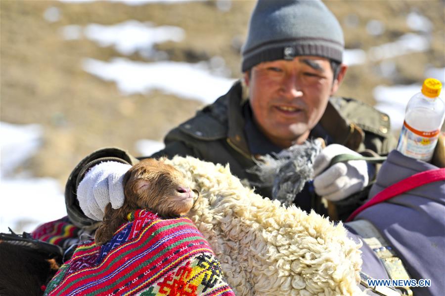 A herdsman touches a little lamb on the way to spring pastures in Ili Kazak Autonomous Prefecture, northwest China's Xinjiang Uygur Autonomous Region, March 9, 2017. Local herdsmen started to move their herds from winter pastures to spring pastures, as the weather grew warm. [Photo/Xinhua]