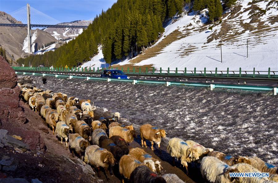 Sheep walk to spring pastures in Ili Kazak Autonomous Prefecture, northwest China's Xinjiang Uygur Autonomous Region, March 9, 2017. Local herdsmen started to move their herds from winter pastures to spring pastures, as the weather grew warm. [Photo/Xinhua]