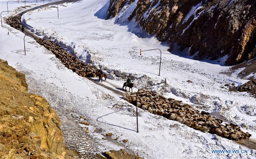 Herdsmen transfer their sheep to spring pastures in Ili Kazak Autonomous Prefecture, northwest China's Xinjiang Uygur Autonomous Region, March 9, 2017. Local herdsmen started to move their herds from winter pastures to spring pastures, as the weather grew warm. [Photo/Xinhua]