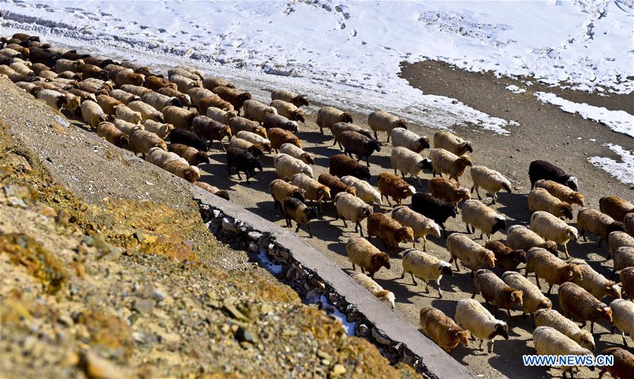 Sheep walk to spring pastures in Ili Kazak Autonomous Prefecture, northwest China's Xinjiang Uygur Autonomous Region, March 9, 2017. Local herdsmen started to move their herds from winter pastures to spring pastures, as the weather grew warm. [Photo/Xinhua]