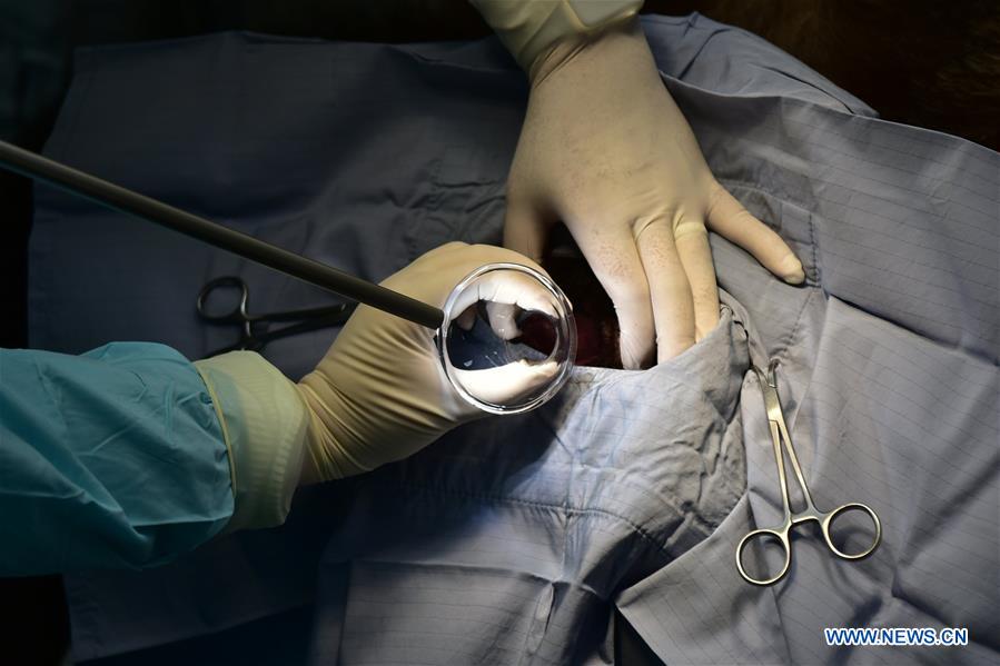 Veterinarians of Taipei Zoo artificially inseminate giant panda Yuan Yuan in Taipei, southeast China&apos;s Taiwan, March 17, 2017. Female giant panda Yuan Yuan, who has entered its heat period, received artificial insemination with male panda Tuan Tuan Friday.(Xinhua) 