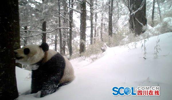 A picture of a panda is taken at the Yele Nature Reserve in Liangshan Yi Autonomous Prefecture in late February. [Photo/scol.com.cn]