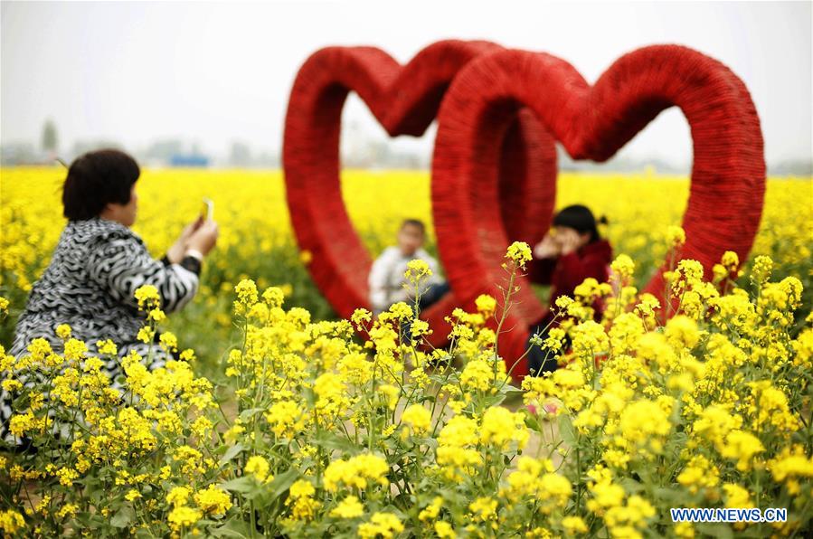 CHINA-HEBEI-ANPING-RAPESEED FLOWERS (CN)