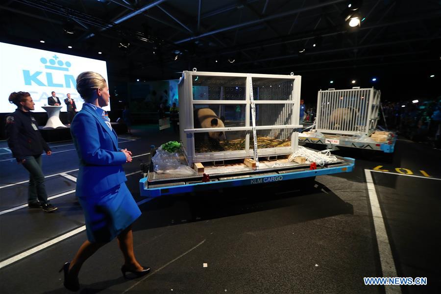 Two Chinese giant pandas arrive in Amsterdam for 15-year stay