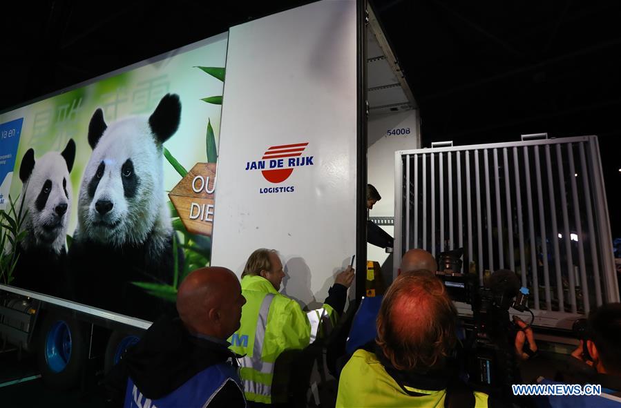 Two Chinese giant pandas arrive in Amsterdam for 15-year stay