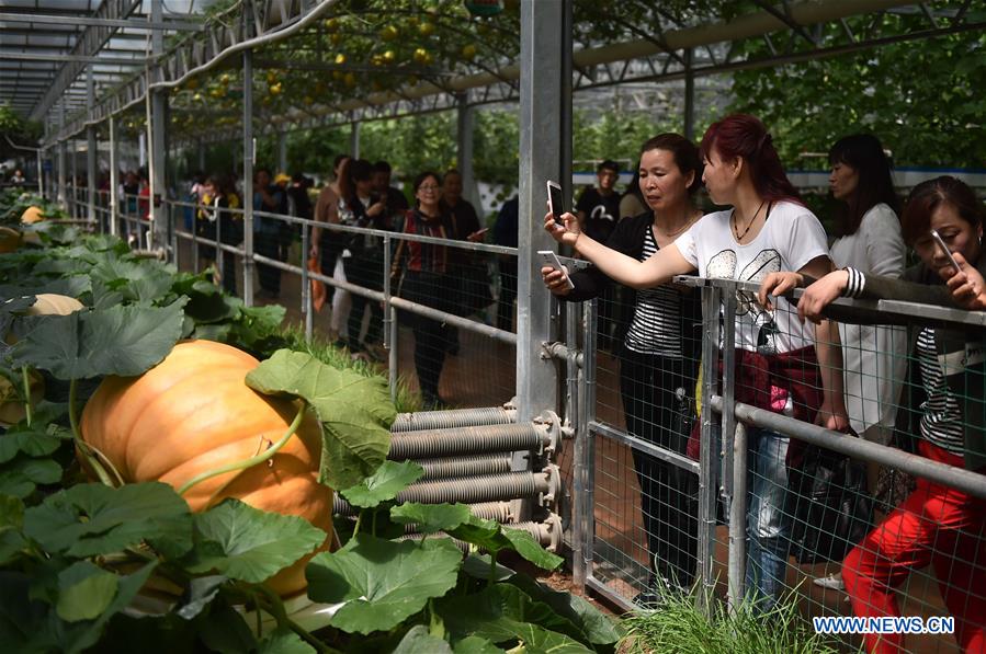 Visitors view giant pumpkins during the 18th China (Shouguang) International Vegetable Sci-Tech Fair in Shouguang of east China&apos;s Shandong Province, April 20, 2017. The fair kicked off here on Thursday. (Xinhua/Zhu Zheng) 