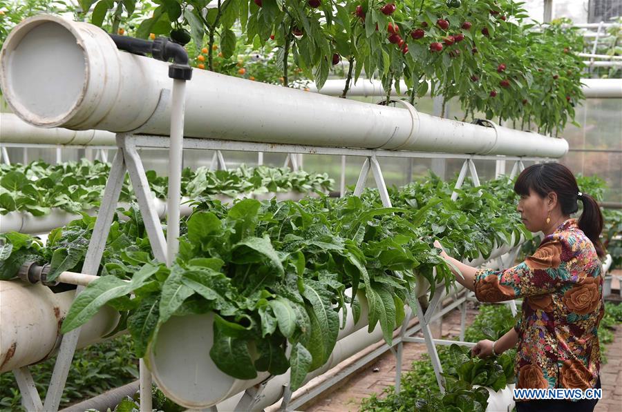 An exhibitor shows soilless cultivation device during the 18th China (Shouguang) International Vegetable Sci-Tech Fair in Shouguang of east China&apos;s Shandong Province, April 20, 2017. The fair kicked off here on Thursday. (Xinhua/Zhu Zheng) 
