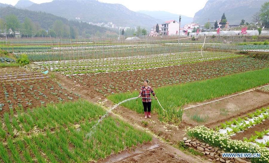 CHINA-GUIZHOU-GUYU-AGRICULTURE (CN)