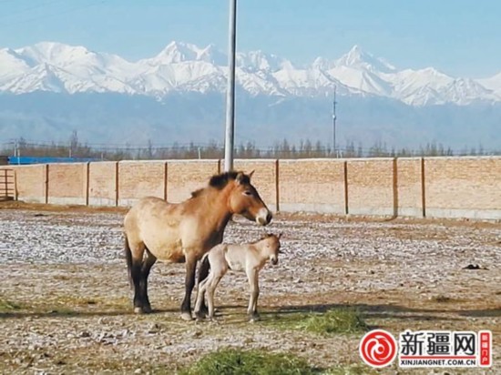 The newborn foal stays with her mother at a wild horse breeding center in northwest China's Xinjiang Uygur Autonomous Region. [Photo/Xinjiangnet.com.cn]