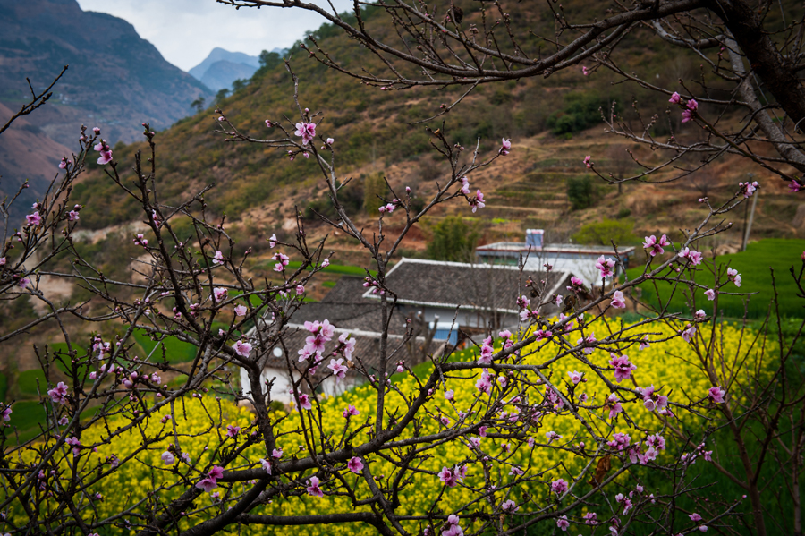 Peach and rapeseed flowers are in full bloom in Luoju Village, Mianning County, Liangshan Yi Autonomous Prefecture in Sichuan Province, in March. The beautiful mountain scenery is Doctor Ma Li's favorite. [Photo by Pan Songgang/China.org.cn] 