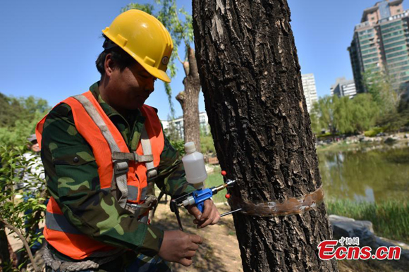 A worker treats a willow tree to prevent catkins in Beijing. The city aims to treat 400,000 female poplars or willows to reduce catkins, the cotton-like seed clusters that fill Beijing's air in springtime. (Photo: China News Service/Jin Shuo) 