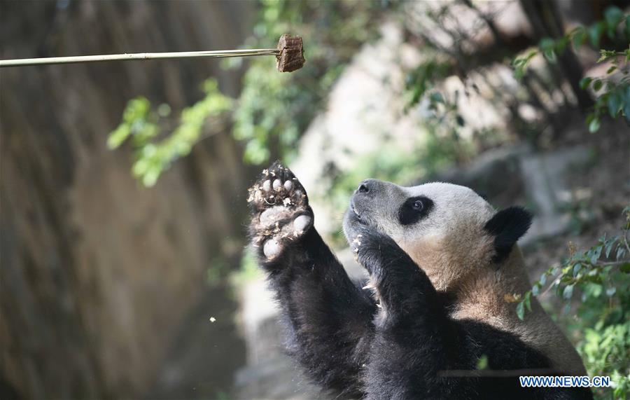 CHINA-SICHUAN-GIANT PANDA-DENMARK (CN)