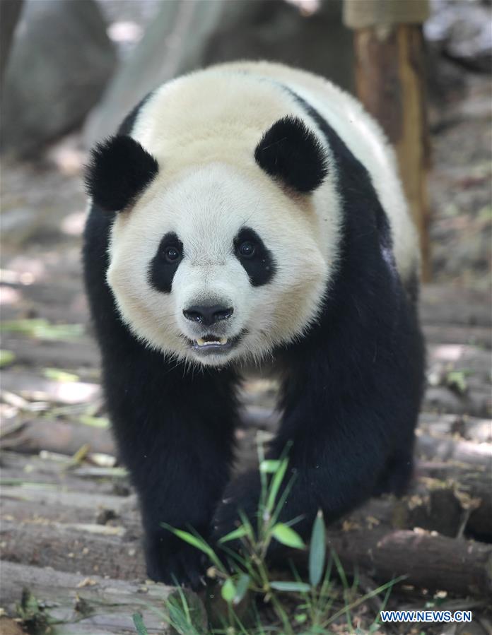 CHINA-SICHUAN-GIANT PANDA-DENMARK (CN)