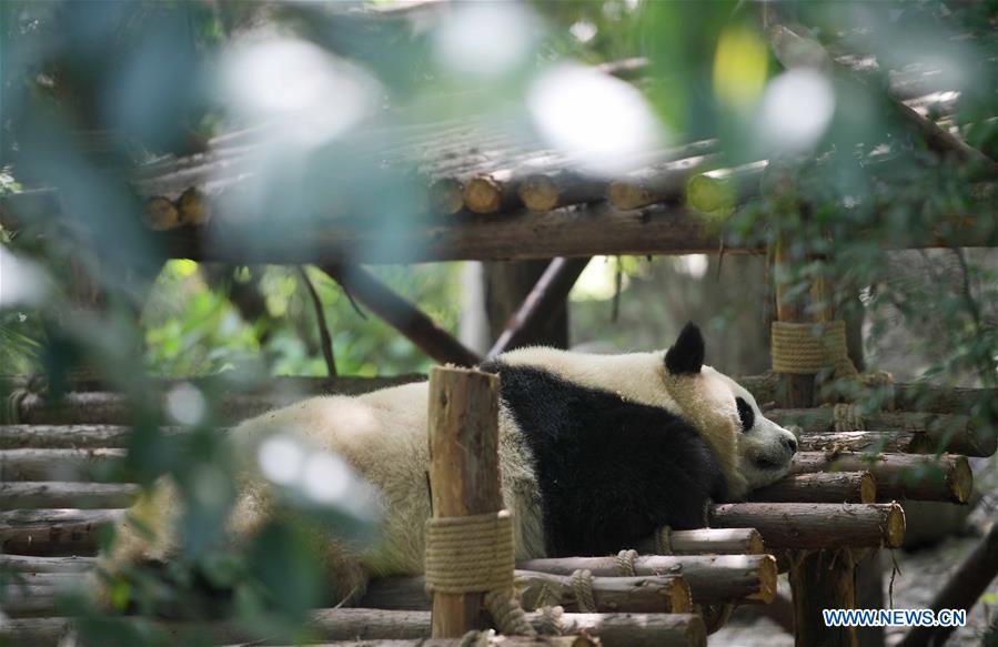 CHINA-SICHUAN-GIANT PANDA-DENMARK (CN)