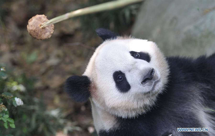 CHINA-SICHUAN-GIANT PANDA-DENMARK (CN)