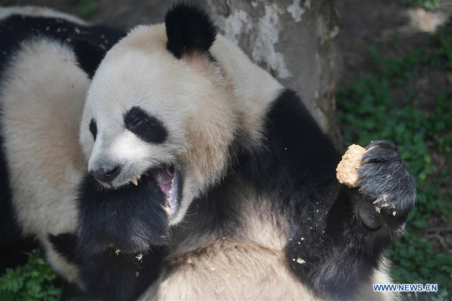 CHINA-SICHUAN-GIANT PANDA-DENMARK (CN)