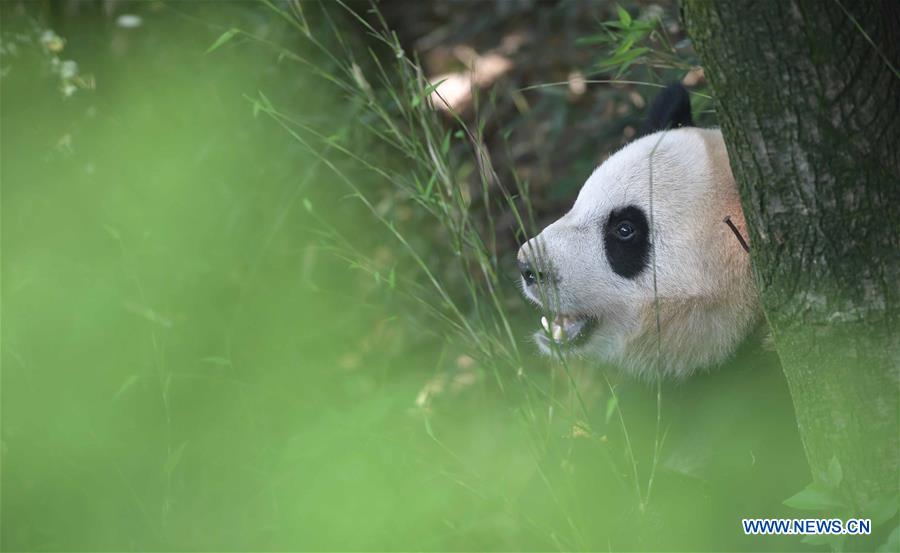 CHINA-SICHUAN-GIANT PANDA-DENMARK (CN)