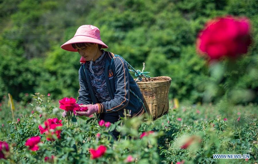 A villager picks edible roses in Bajie subdistrict of Anning City, southwest China&apos;s Yunnan Province, May 5, 2017. Planting area of edible roses, a major ingredient of Yunnan&apos;s flower cake, has reached 8,900 mu (about 593 hectares) in Bajie. (Xinhua/Hu Chao)