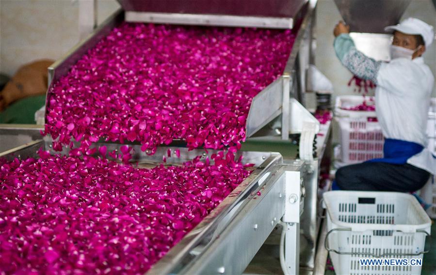 A villager processes edible roses in Bajie subdistrict of Anning City, southwest China&apos;s Yunnan Province, May 5, 2017. Planting area of edible roses, a major ingredient of Yunnan&apos;s flower cake, has reached 8,900 mu (about 593 hectares) in Bajie. (Xinhua/Hu Chao)