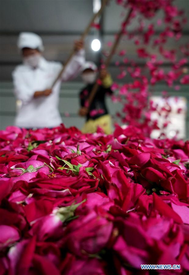 Villagers air edible roses in Bajie subdistrict of Anning City, southwest China&apos;s Yunnan Province, May 5, 2017. Planting area of edible roses, a major ingredient of Yunnan&apos;s flower cake, has reached 8,900 mu (about 593 hectares) in Bajie. (Xinhua/Lin Yiguang)