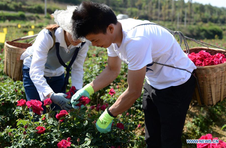 Villagers pick edible roses in Bajie subdistrict of Anning City, southwest China&apos;s Yunnan Province, May 5, 2017. Planting area of edible roses, a major ingredient of Yunnan&apos;s flower cake, has reached 8,900 mu (about 593 hectares) in Bajie. (Xinhua/Pu Chao)