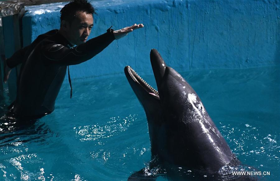 A dolphin interacts with a keeper at an aquarium in Harbin, capital of northeast China&apos;s Heilongjiang Province, May 24, 2017. Two bottlenose dolphins were relocated here on Wednesday from Shenyang of Liaoning Province through land transportation. (Xinhua/Wang Song) 