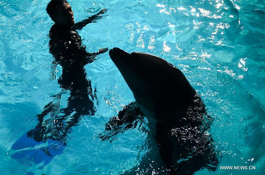 A dolphin interacts with a keeper at an aquarium in Harbin, capital of northeast China&apos;s Heilongjiang Province, May 24, 2017. Two bottlenose dolphins were relocated here on Wednesday from Shenyang of Liaoning Province through land transportation. (Xinhua/Wang Song) 
