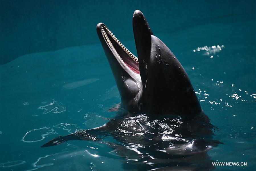 A dolphin swims at an aquarium in Harbin, capital of northeast China&apos;s Heilongjiang Province, May 24, 2017. Two bottlenose dolphins were relocated here on Wednesday from Shenyang of Liaoning Province through land transportation. (Xinhua/Wang Song) 