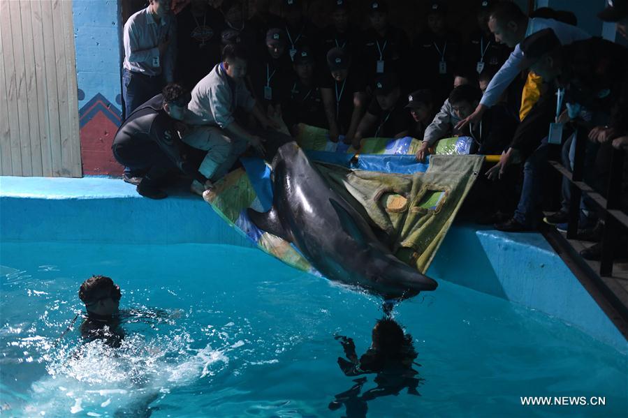 A dolphin is carefully relocated to its new home at an aquarium in Harbin, capital of northeast China&apos;s Heilongjiang Province, May 24, 2017. Two bottlenose dolphins were relocated here on Wednesday from Shenyang of Liaoning Province through land transportation. (Xinhua/Wang Song) 