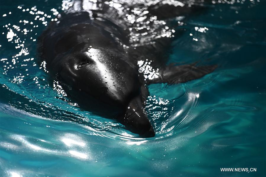 A dolphin swims at an aquarium in Harbin, capital of northeast China&apos;s Heilongjiang Province, May 24, 2017. Two bottlenose dolphins were relocated here on Wednesday from Shenyang of Liaoning Province through land transportation. (Xinhua/Wang Song) 