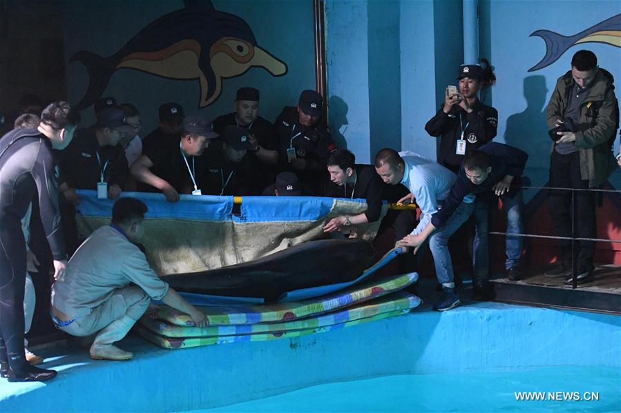 A dolphin is carefully relocated to its new home at an aquarium in Harbin, capital of northeast China&apos;s Heilongjiang Province, May 24, 2017. Two bottlenose dolphins were relocated here on Wednesday from Shenyang of Liaoning Province through land transportation. (Xinhua/Wang Song) 