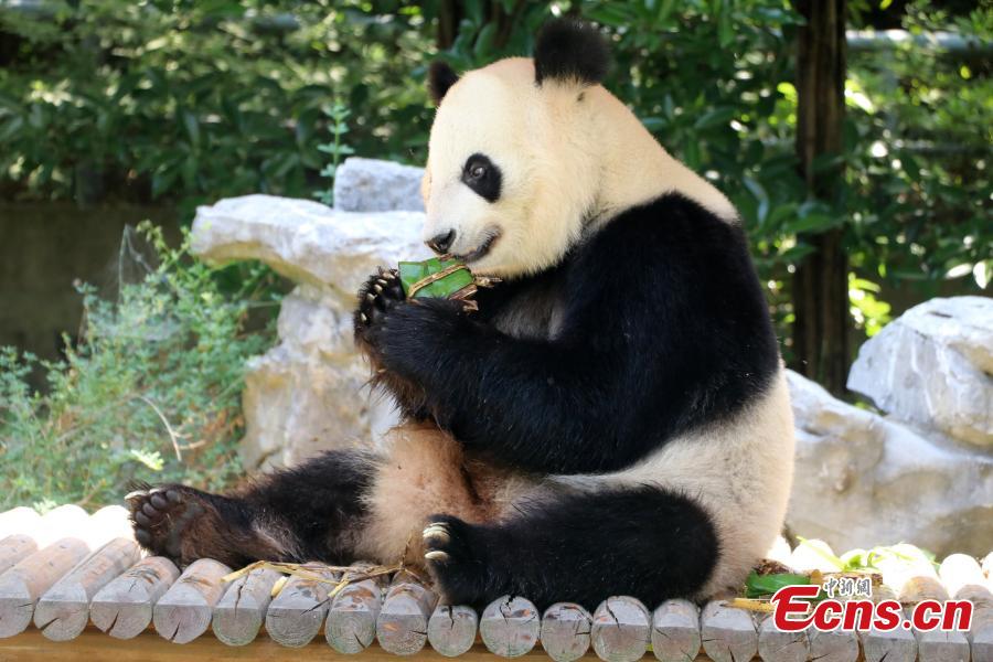 Giant panda enjoys <EM>zongzi</EM> at zoo in Yangzhou