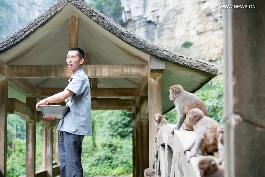 CHINA-CHONGQING-MACAQUE (CN)