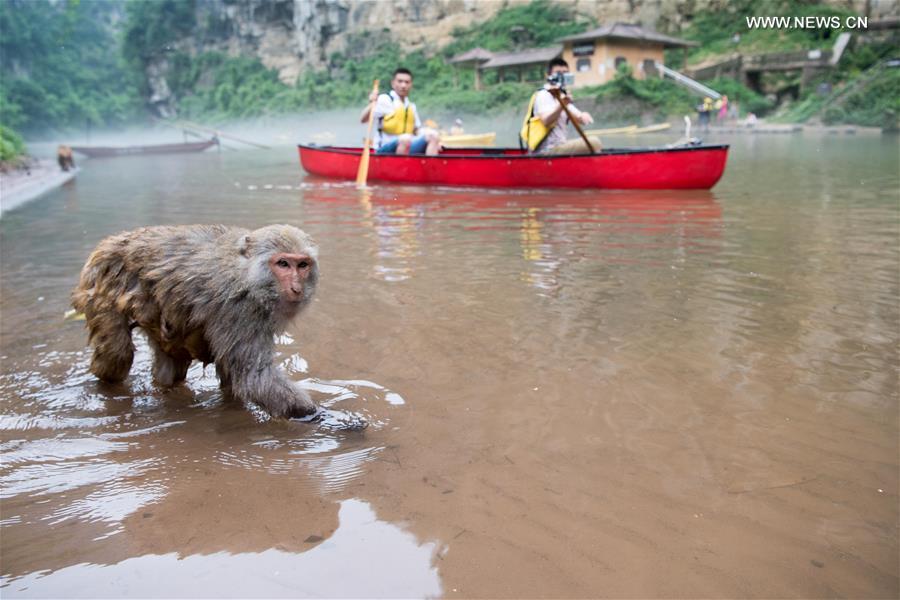 CHINA-CHONGQING-MACAQUE (CN)