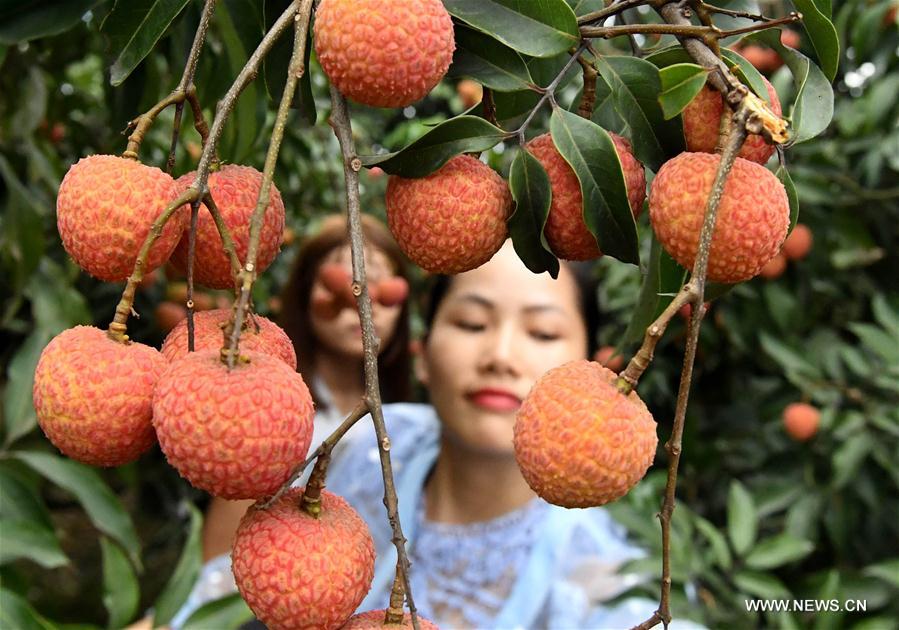 Tourists pick litchi in Linshan County, south China&apos;s Guangxi Zhuang Autonomous Region, June 7, 2017. Farmers here started to harvest litchi recently. (Xinhua/Zhang Ailin) 