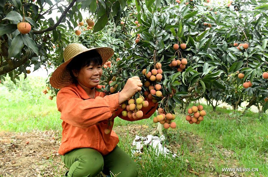 A villager picks litchi in Linshan County, south China&apos;s Guangxi Zhuang Autonomous Region, June 7, 2017. Farmers here started to harvest litchi recently. (Xinhua/Zhang Ailin) 