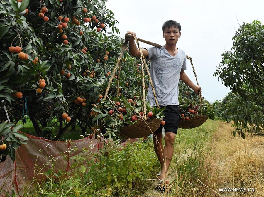 A villager carries litchi in Linshan County, south China&apos;s Guangxi Zhuang Autonomous Region, June 7, 2017. Farmers here started to harvest litchi recently. (Xinhua/Zhang Ailin) 