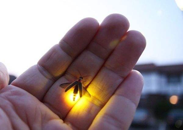 A firefly [File Photo]