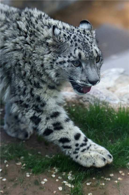 The first artificially bred snow leopard in the snow leopard pavilion at the Tibetan Plateau Wildlife Park in Xining, Qinghai Province, on June 10, 2017. [Photo/163.com]